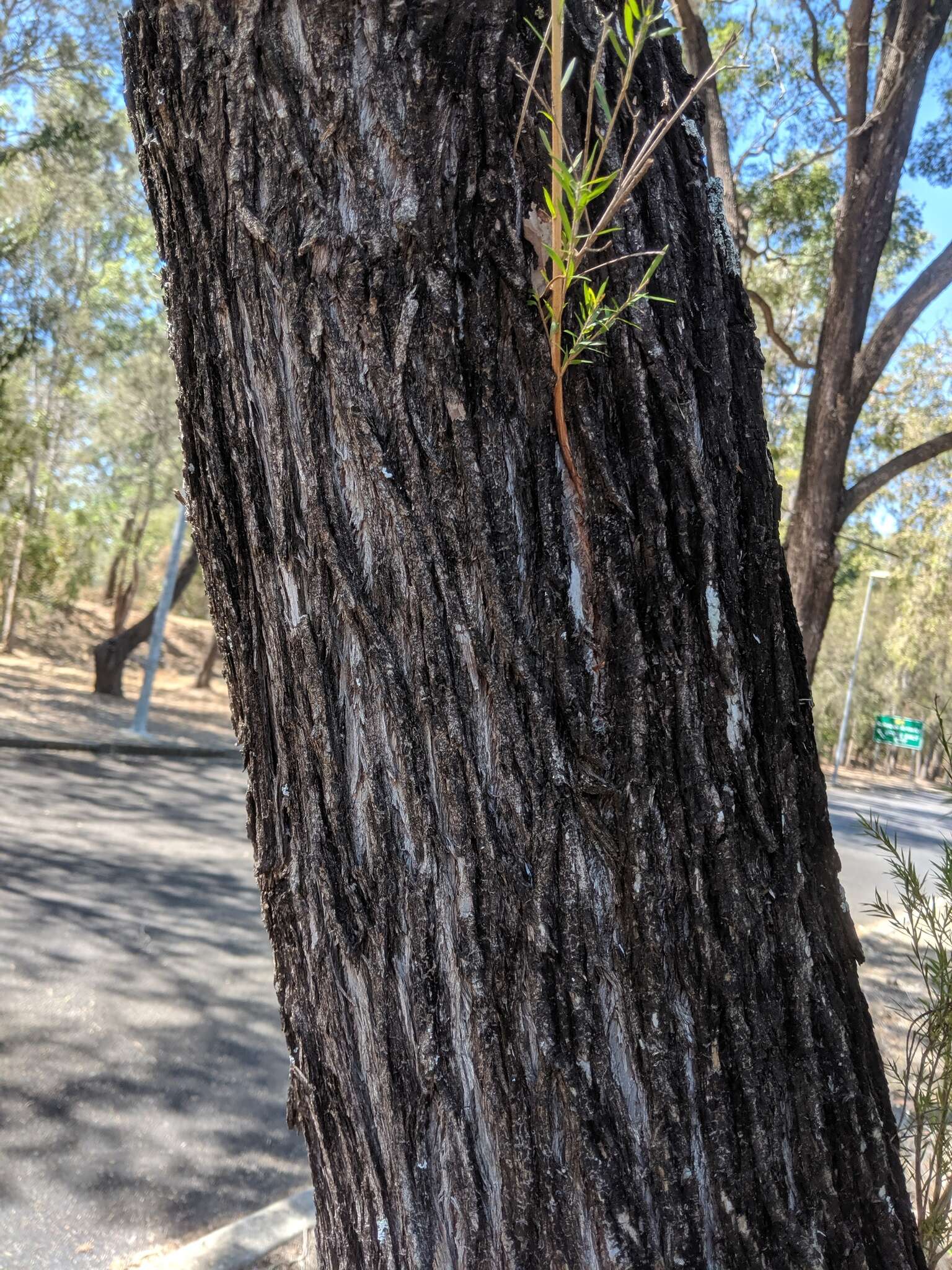 Image of river teatree