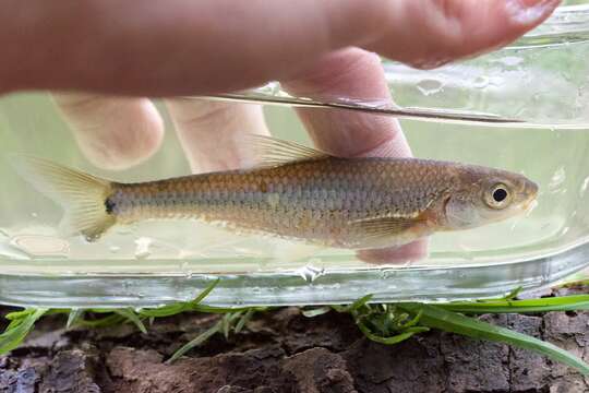 Imagem de Notropis hudsonius (Clinton 1824)