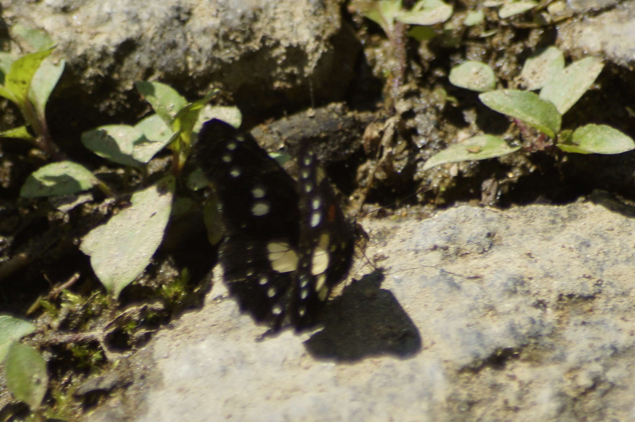 Image de Chlosyne gaudialis wellingi Miller & Rotger 1979