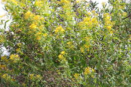 Imagem de Hypericum canariense L.