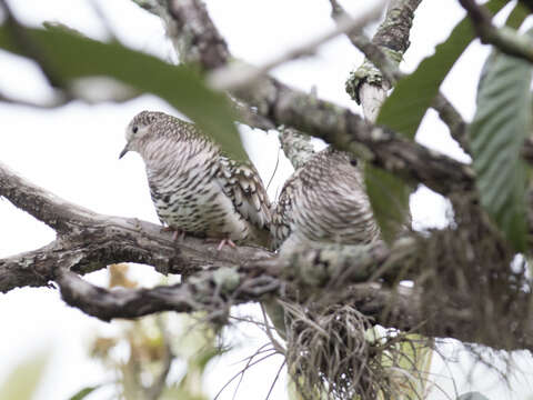 Image of Scaled Dove