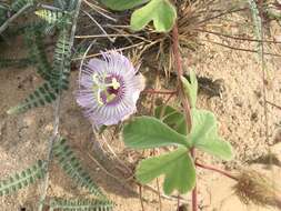 Imagem de Passiflora pentaschista