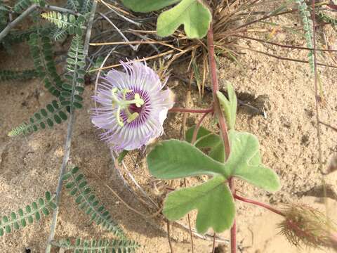 Image of Passiflora pentaschista