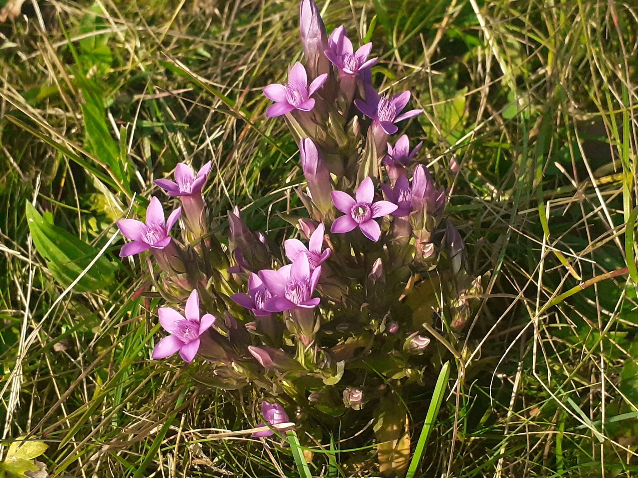 Imagem de Gentianella anisodonta (Borbás) A. & D. Löve