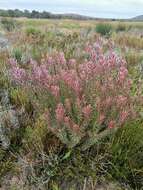 Image of Leucadendron cinereum (Sol. ex Aiton) R. Br.