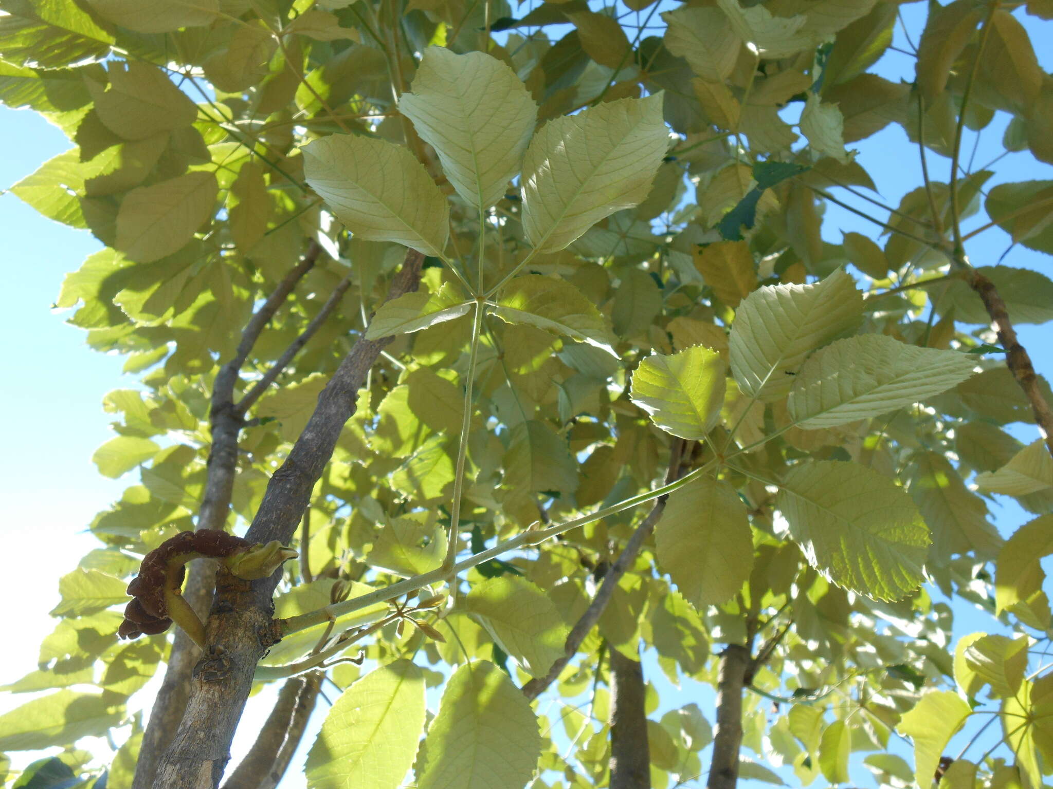 Image of Handroanthus albus (Cham.) Mattos