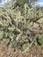 Image of buckhorn cholla