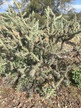 Imagem de Cylindropuntia acanthocarpa subsp. acanthocarpa