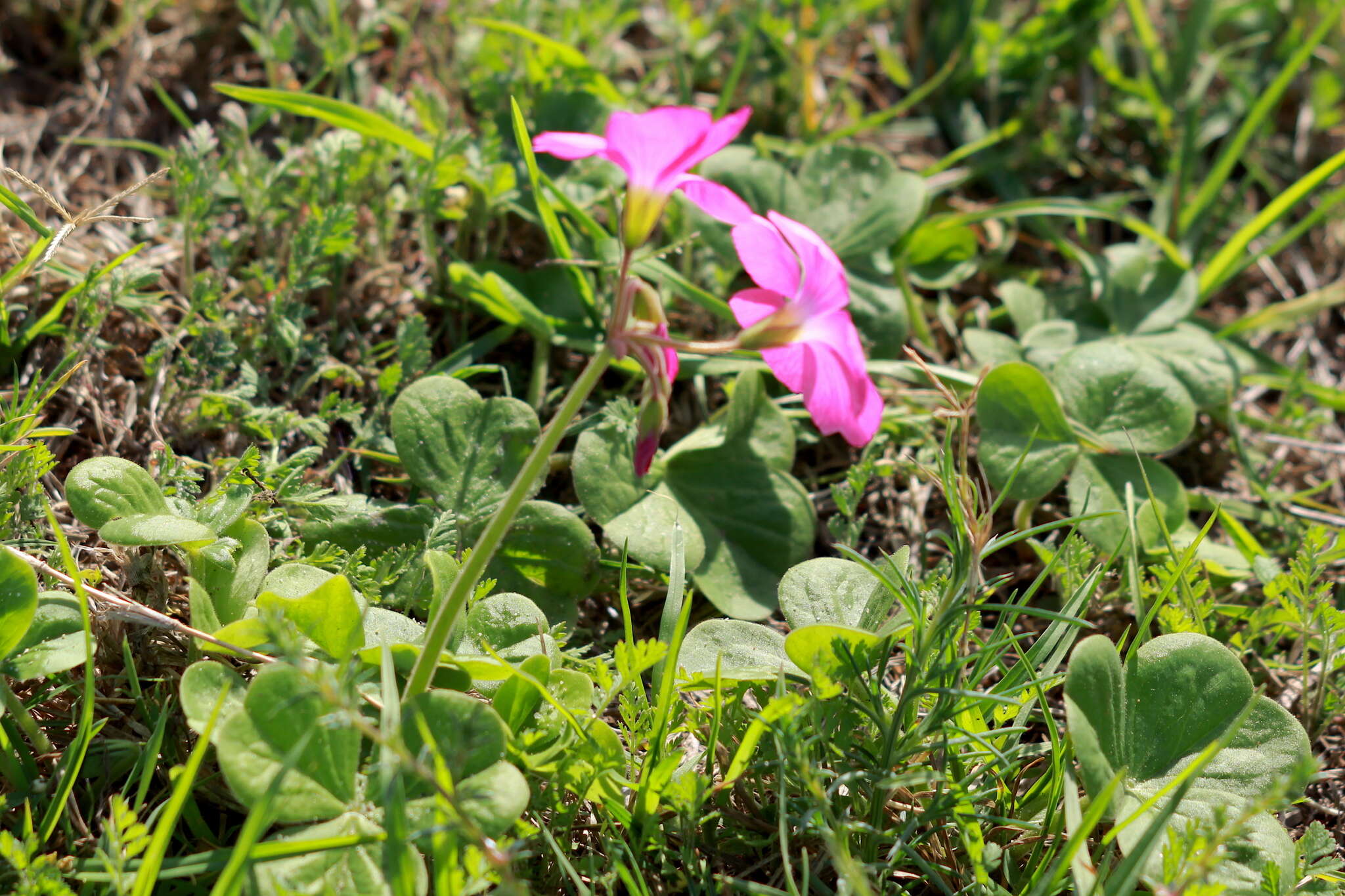 Image of red-flower woodsorrel