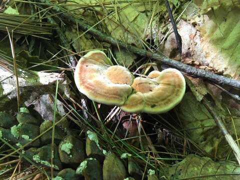 Image of Trametes pubescens (Schumach.) Pilát 1939