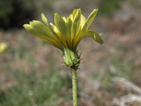 Image of yellow tackstem