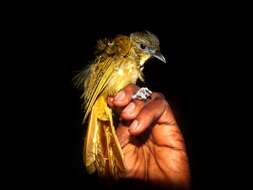 Image of Bearded Bulbul