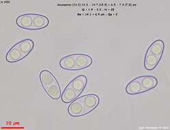 Otidea bufonia (Pers.) Boud. 1907的圖片