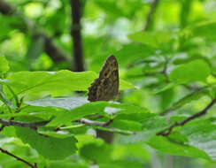 Image of Lethe anthedon (A. Clark 1936)