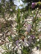 Image of largeflower false rosemary