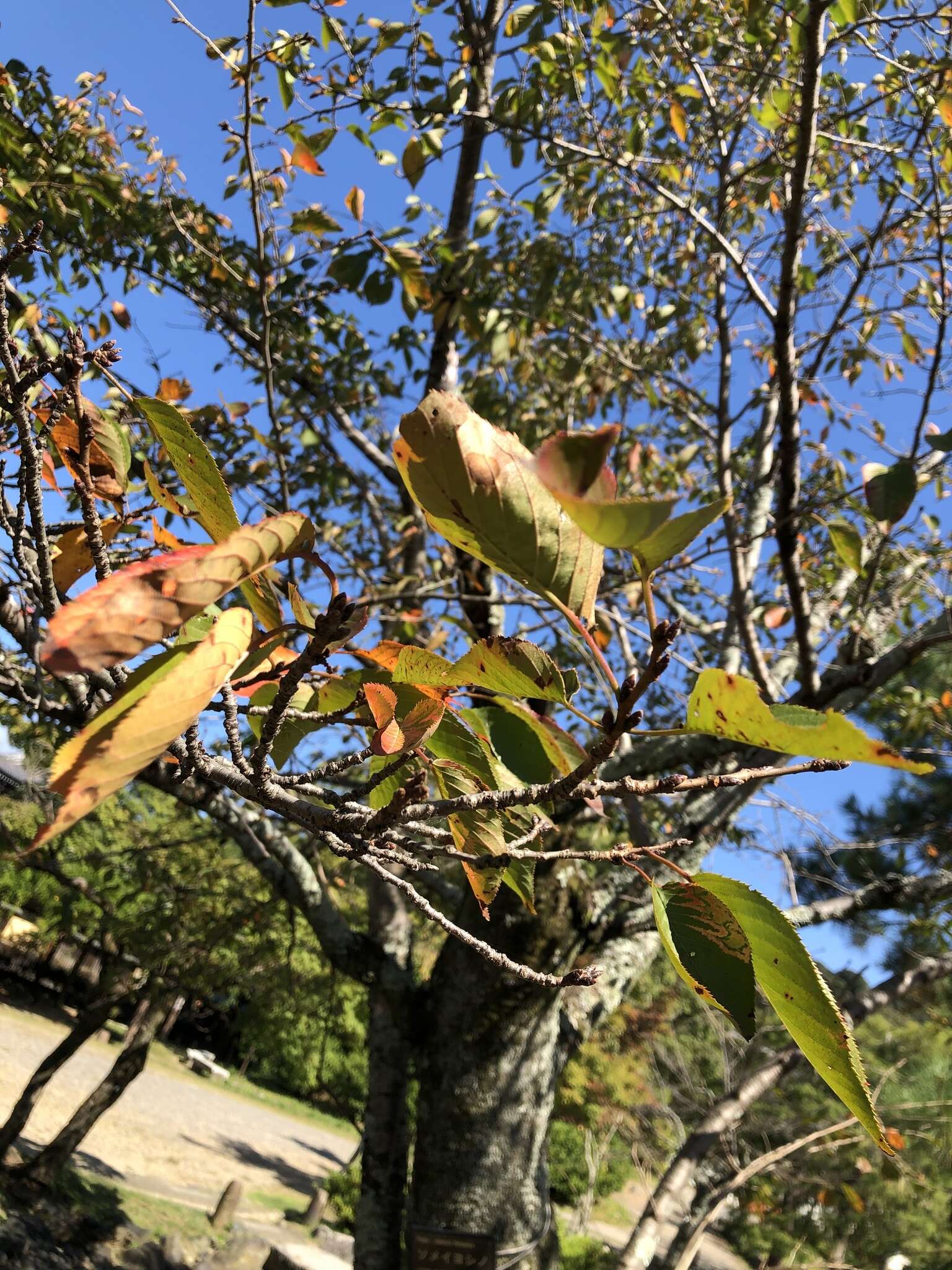 صورة Prunus yedoensis Matsum.