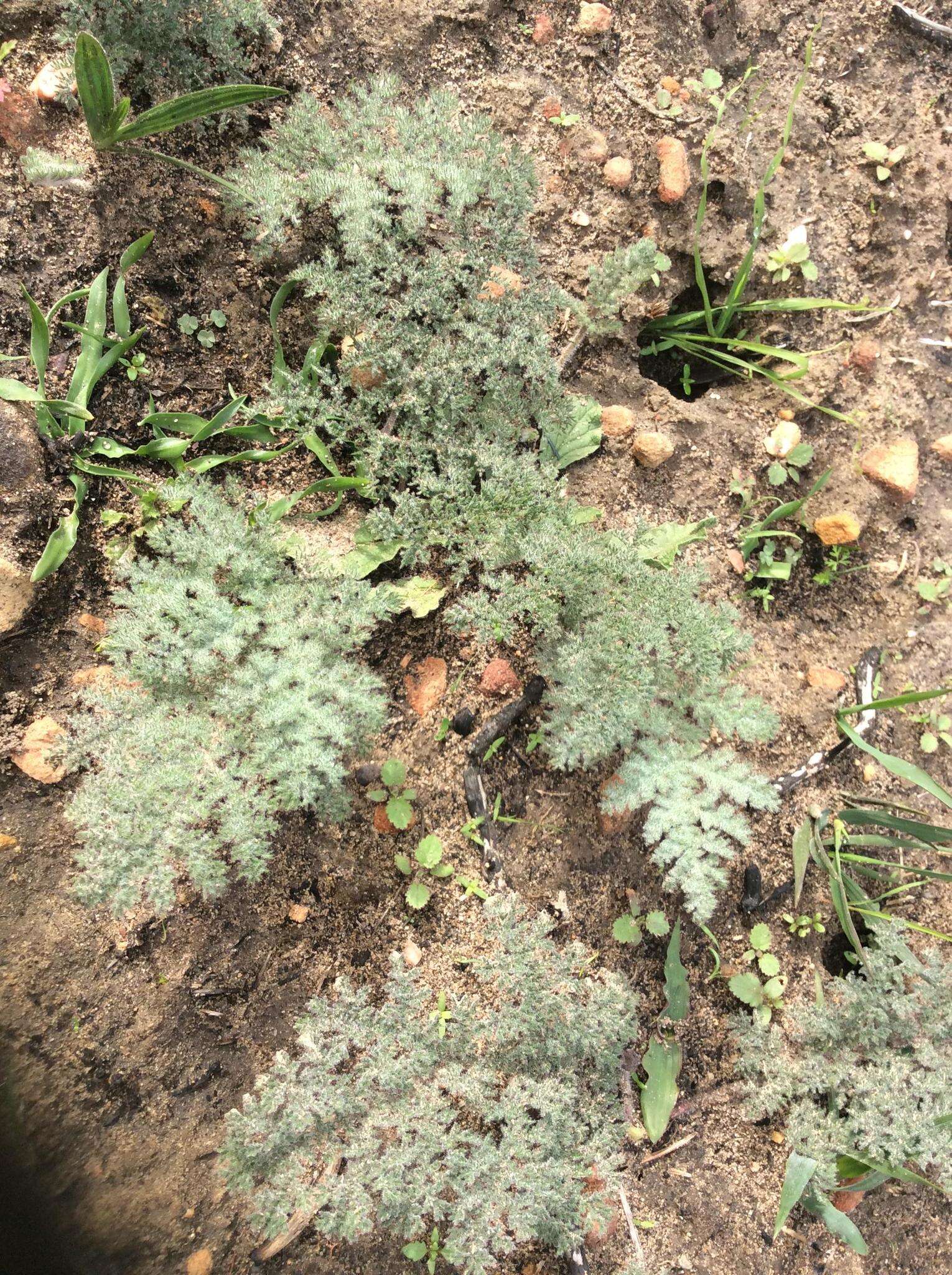 Image of Pelargonium triste (L.) L'Her.