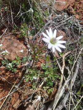 Image of tuber anemone