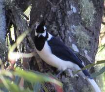 Imagem de Cyanocorax dickeyi Moore & RT 1935