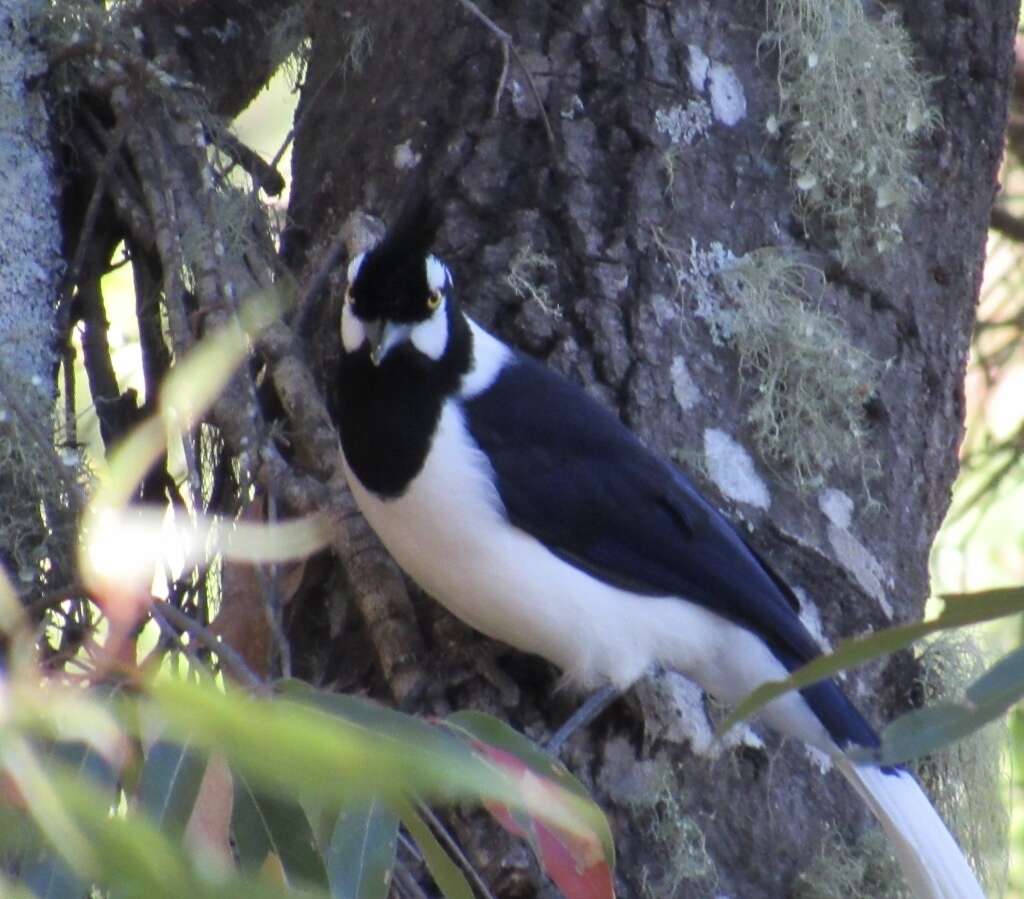 Imagem de Cyanocorax dickeyi Moore & RT 1935