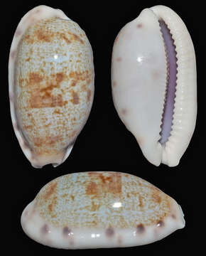 Image of Talostolida pellucens (Melvill 1888)