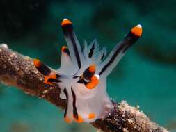 Image of Orange tip black line grey slug