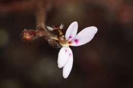 Image of Stylidium assimile R. Br.