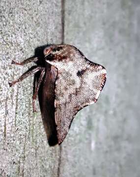 Image of Telamona ampelopsidis Harris