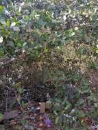 Image of red mangrove