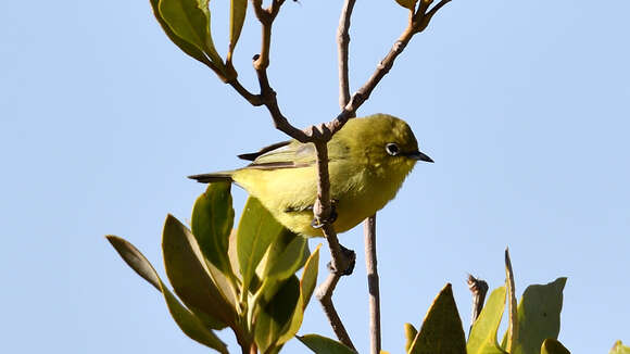 Imagem de Zosterops luteus Gould 1843