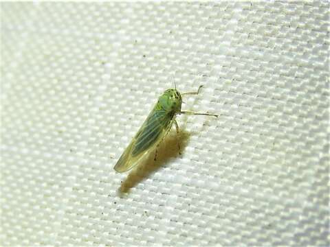 Image of Aster Leafhopper