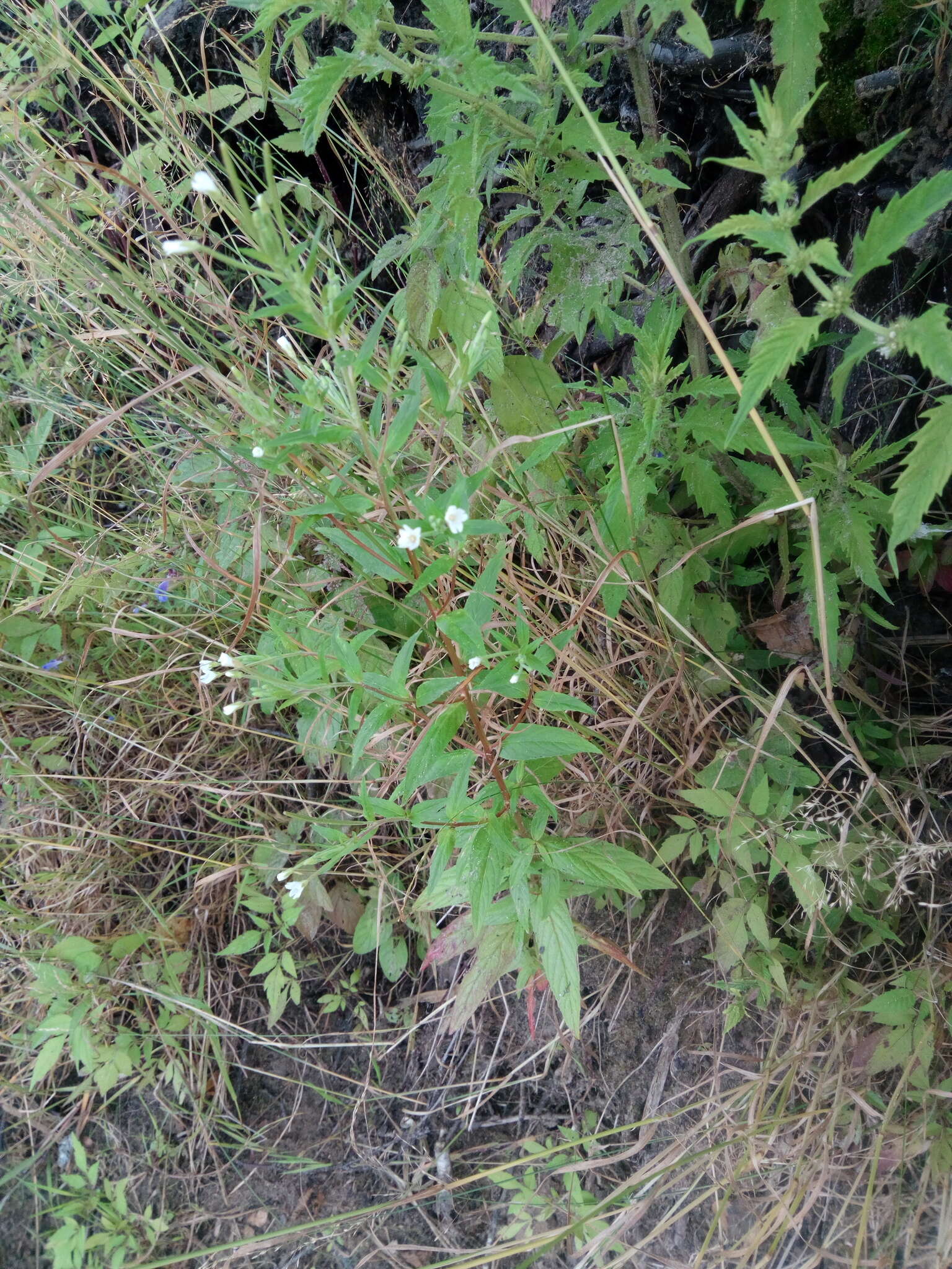 Imagem de Epilobium pseudorubescens A. K. Skvortsov