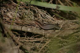 Image of South-western Cool-skink