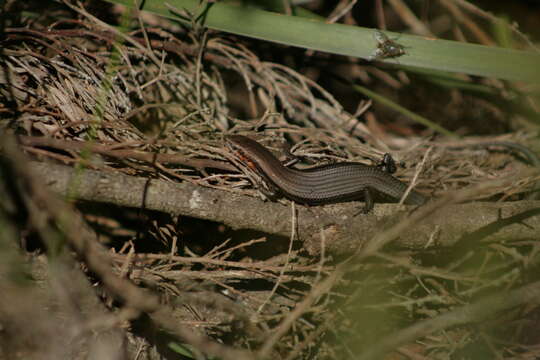 Image of South-western Cool-skink