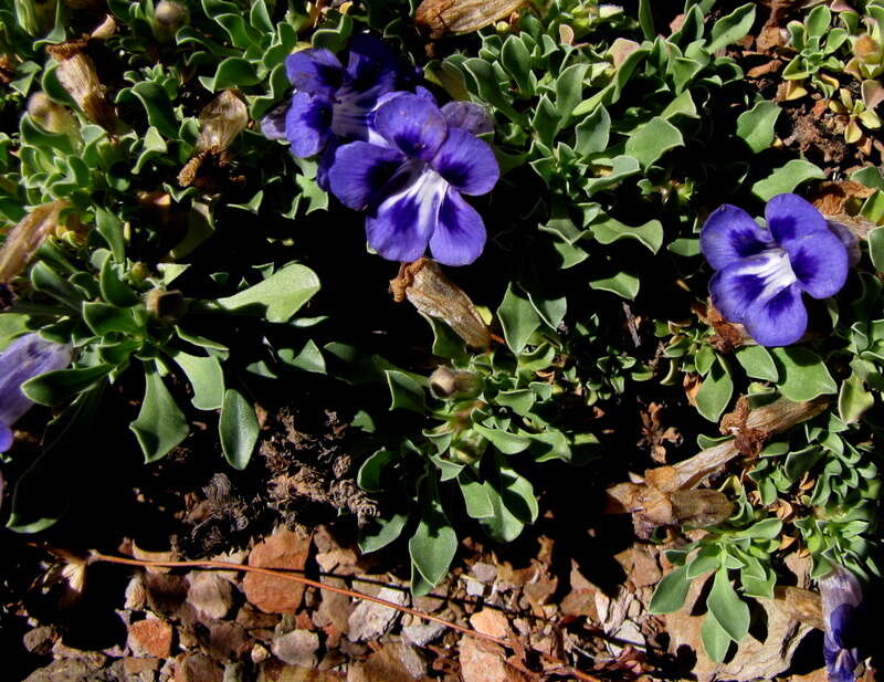 Sivun Aptosimum procumbens (Lehm.) Burch. ex Steud. kuva