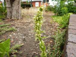 Image of Green-Flowered Helleborne