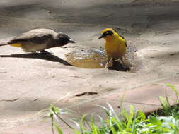 Image of Baglafecht Weaver