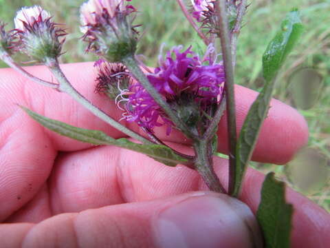 صورة Vernonia glauca (L.) Willd.