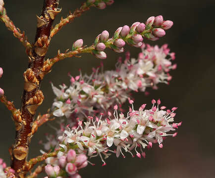 Image of smallflower tamarisk