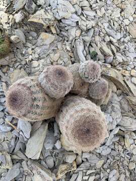 Image of Echinocereus reichenbachii var. reichenbachii