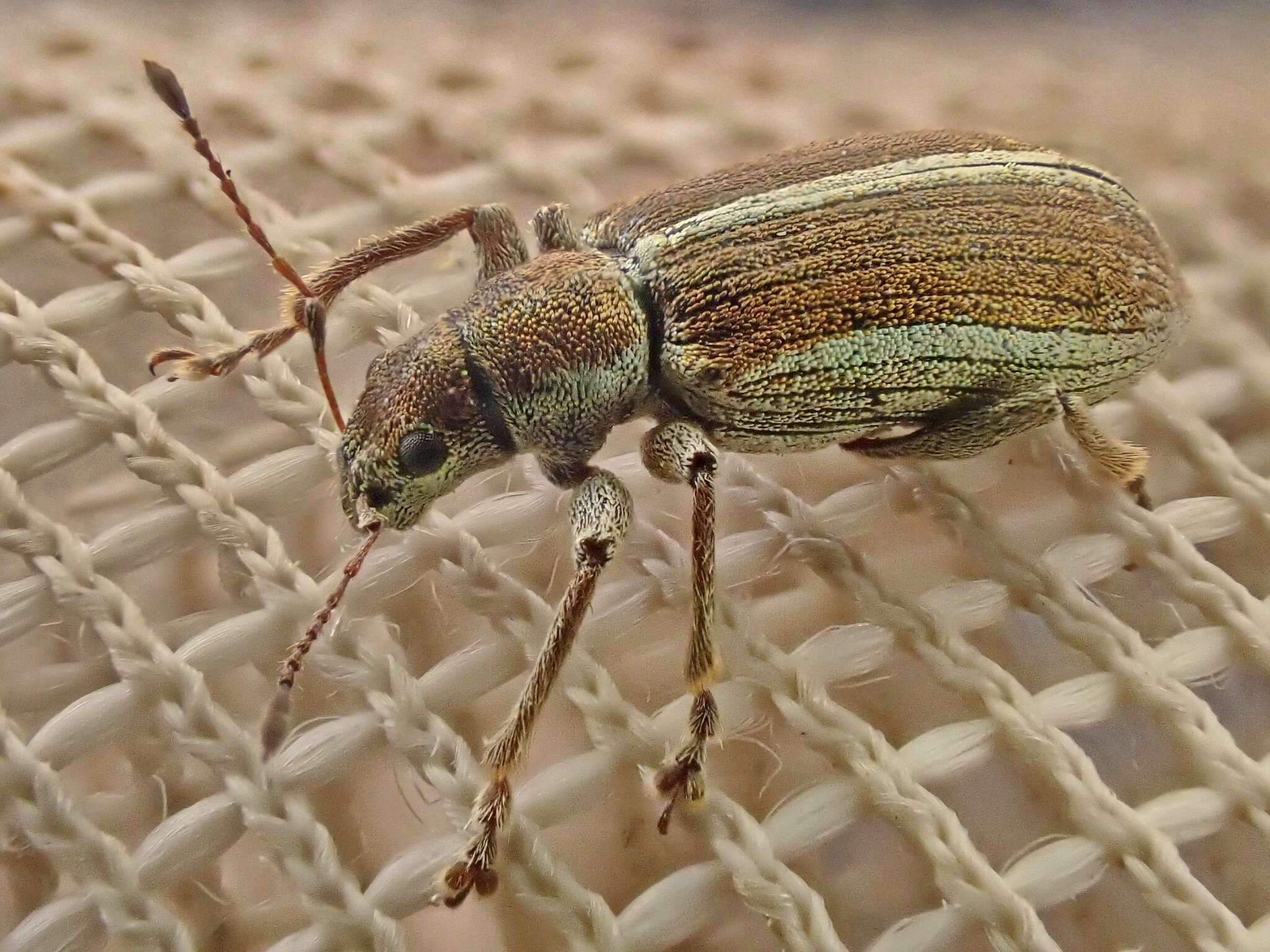 Image of Weevil