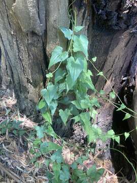 Image of Dioscorea sinuata Vell.