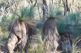 Image of Xanthorrhoea glauca subsp. angustifolia D. J. Bedford