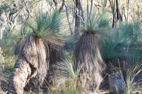 Image of Xanthorrhoea glauca subsp. angustifolia D. J. Bedford