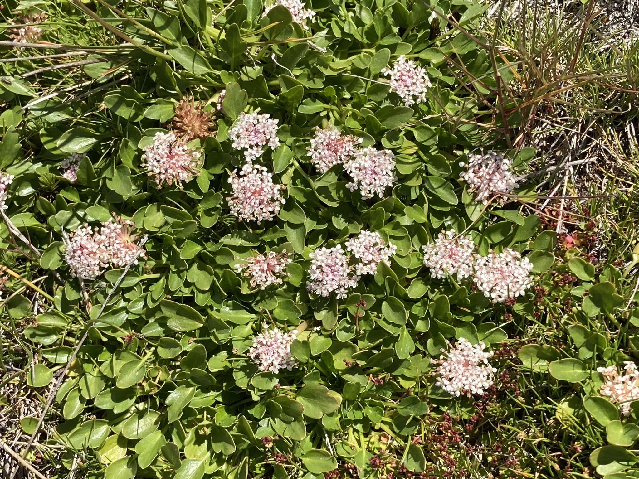 Trachymene humilis subsp. breviscapa (Domin) P. Short resmi