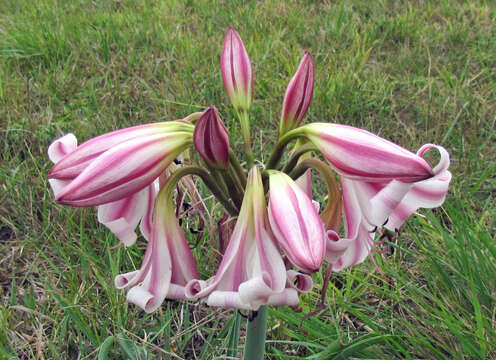 Image of Crinum lineare L. fil.