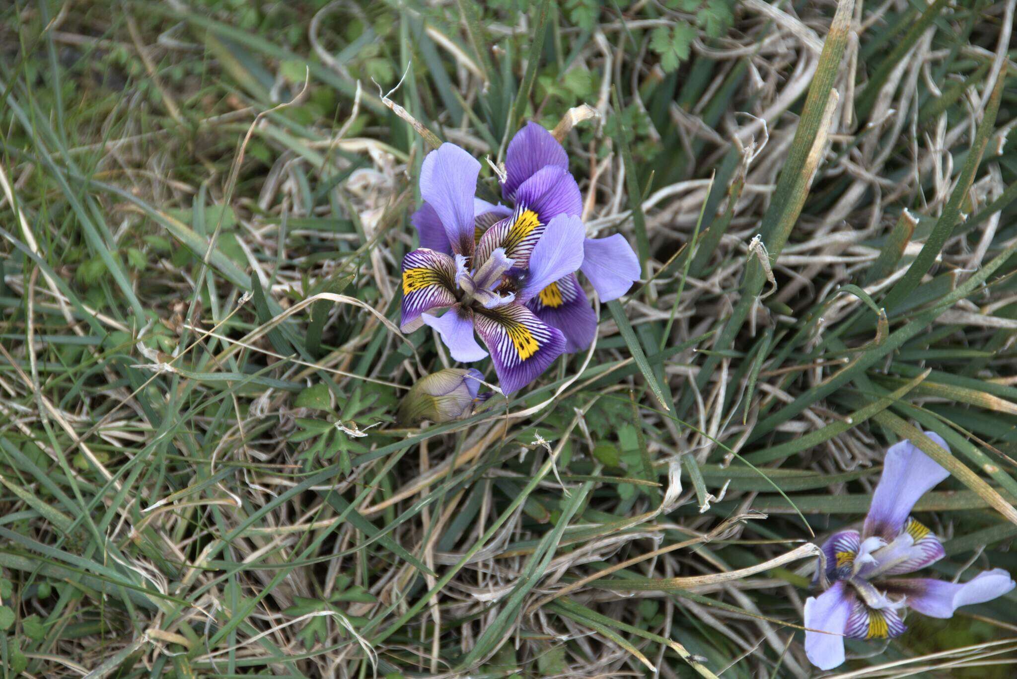 Image of Iris unguicularis subsp. cretensis (Janka) A. P. Davis & Jury