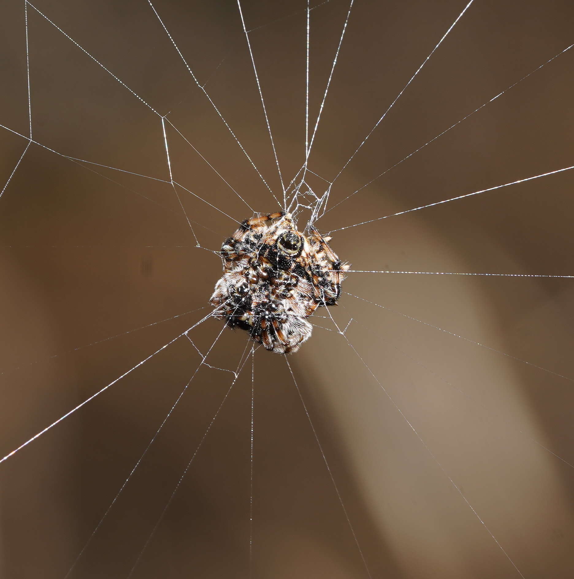 Image of Spiny orb-weavers