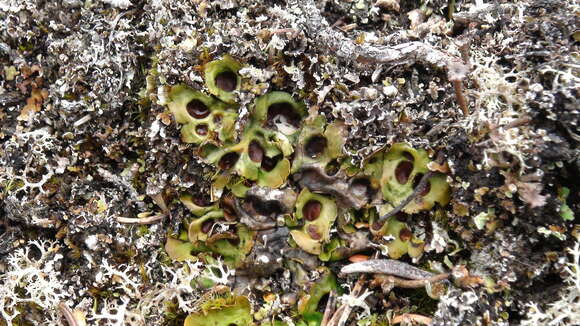 Image of chocolate chip lichen