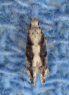 Image of Coleotechnites Flower Moth